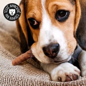 Friandises naturelles premium pour chien saucisses de bœuf