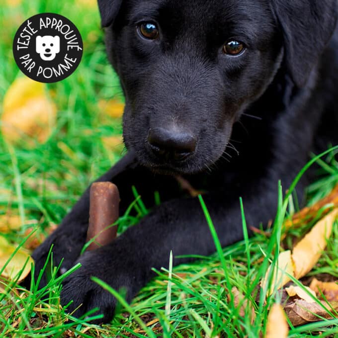 Friandises naturelles premium pour chien saucisses de poulet