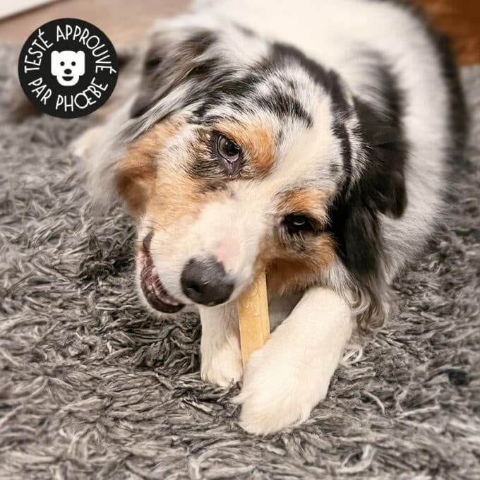 fromage-yack-chien-catedog Fromage de yack pour chien