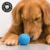 balle-interactive-chien Balle interactive pour chien