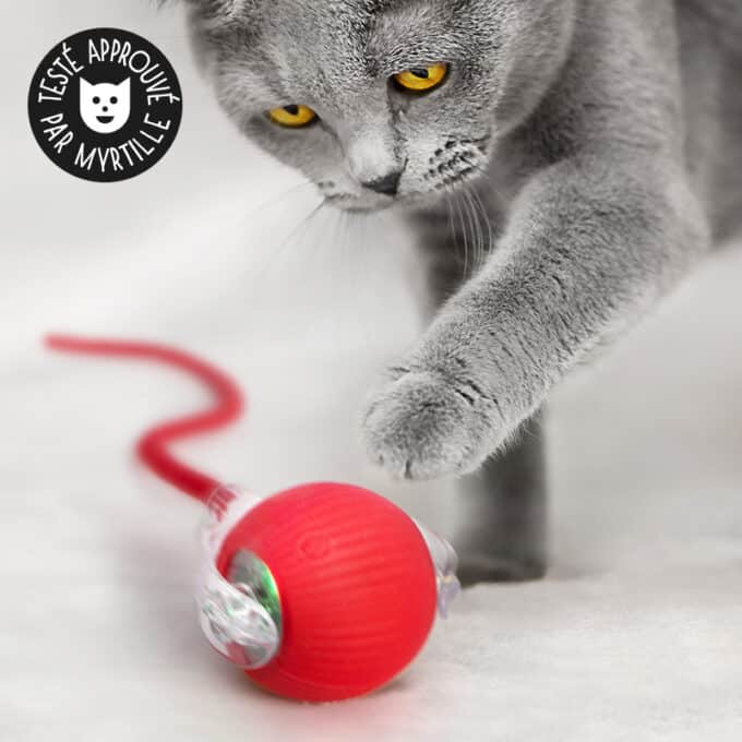 Balle interactive pour chat qui roule et bouge toute seule