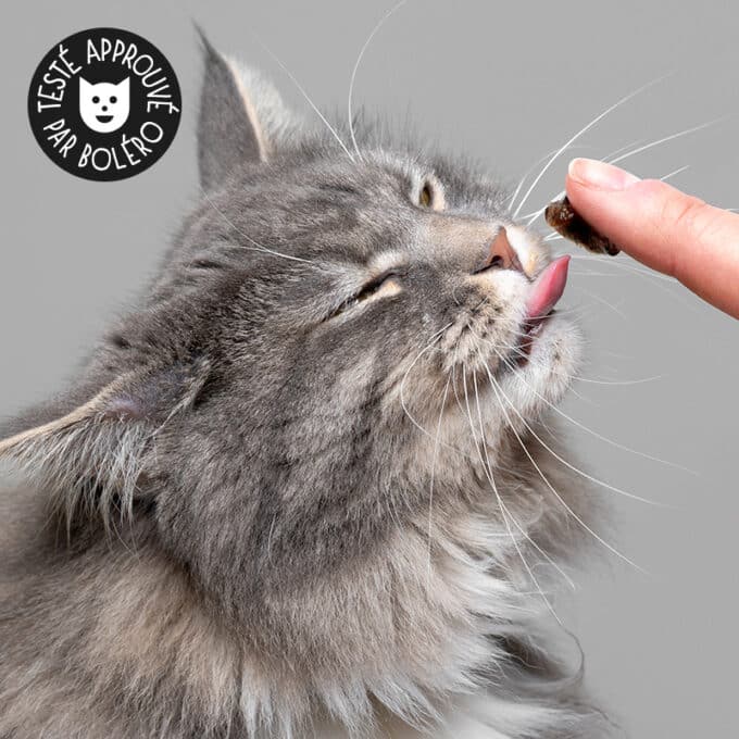 pate-anti-boule-poils-chat-solution-naturelle-1 Pâte anti boule de poils pour chat en solution naturelle à l'herbe à chat