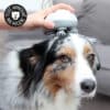 masseur-tete-chat-chien-appareil-massage-1 Masseur de tête pour chien électrique