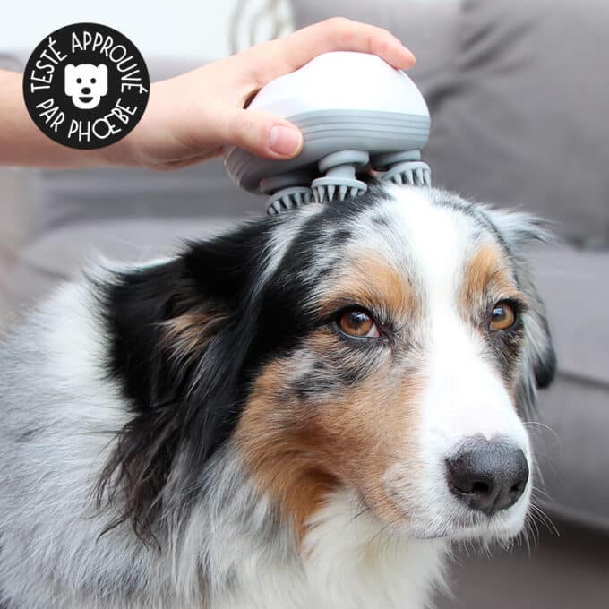 masseur-tete-chat-chien-appareil-massage-1 Masseur de tête pour chien électrique