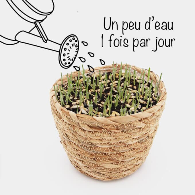 herbe-a-chat-panier-rotin-paille-osier-2 Kit herbe à chat à faire pousser avec graines et terreau dans un pot en rotin