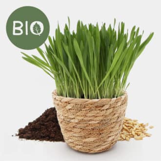 Kit herbe à chat à faire pousser avec graines et terreau dans un pot en rotin