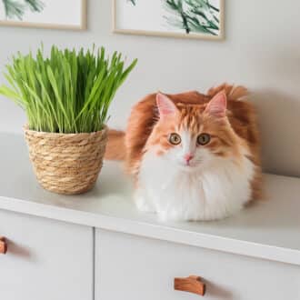 Kit herbe à chat à faire pousser avec graines et terreau dans un pot en rotin