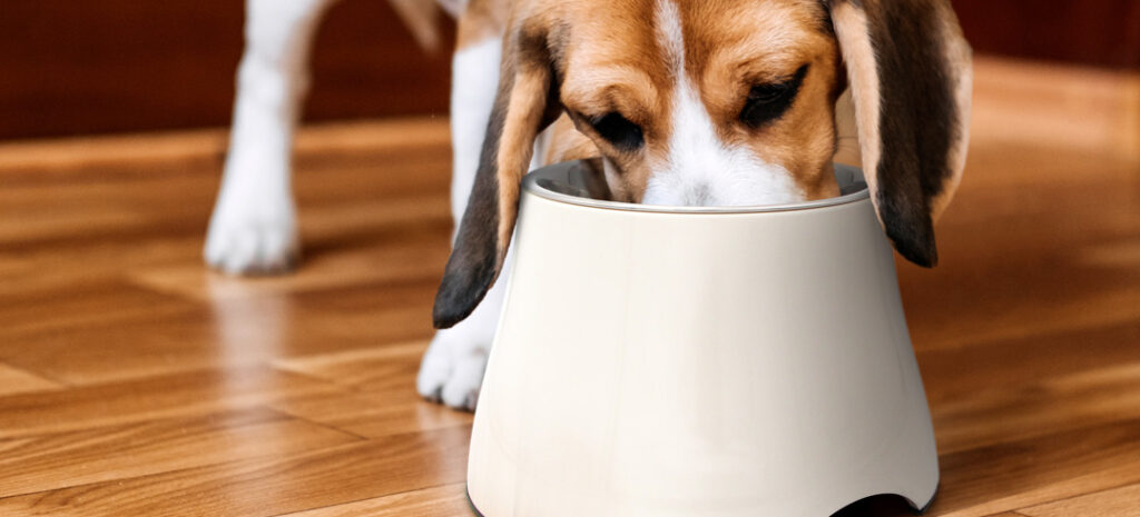 Mon chien a les oreilles qui traîne au sol quand il mange