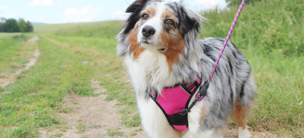 Mon chien tire sur sa laisse en promenade