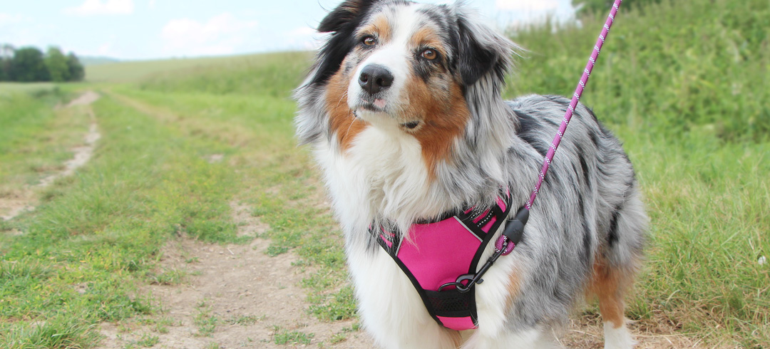 Mon chien tire sur sa laisse en promenade