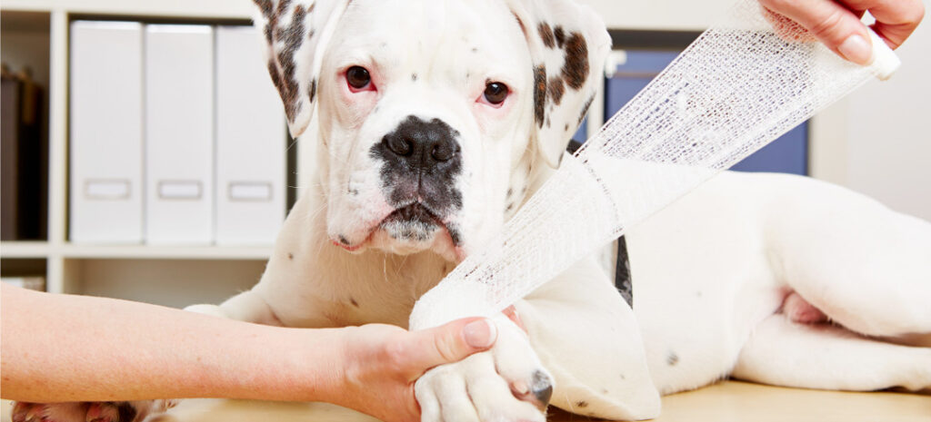 Comment empêcher son chien d'enlever son bandage