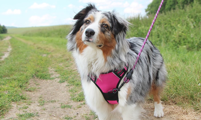 Harnais anti traction en Y pour le chien qui tire en laisse