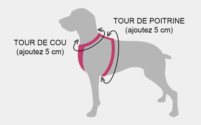 Mesures du harnais anti-traction pour le chien