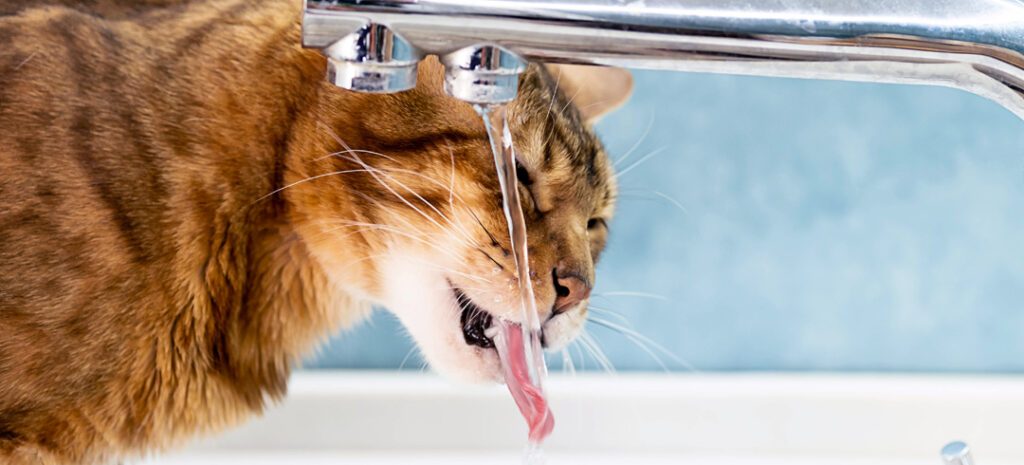 Mon chat ne boit que de l'eau aurobinet