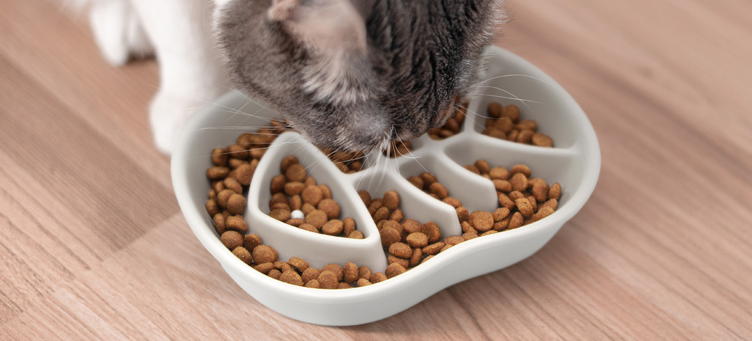 Mon chat vomit après avoir mangé