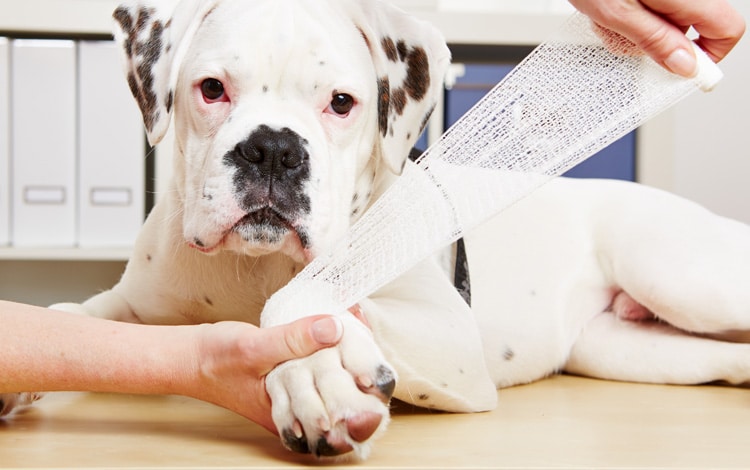 Mon chien retire son pansement. Comment faire ?