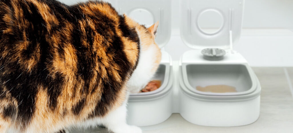 Chat qui réclame à manger la nuit : solutions