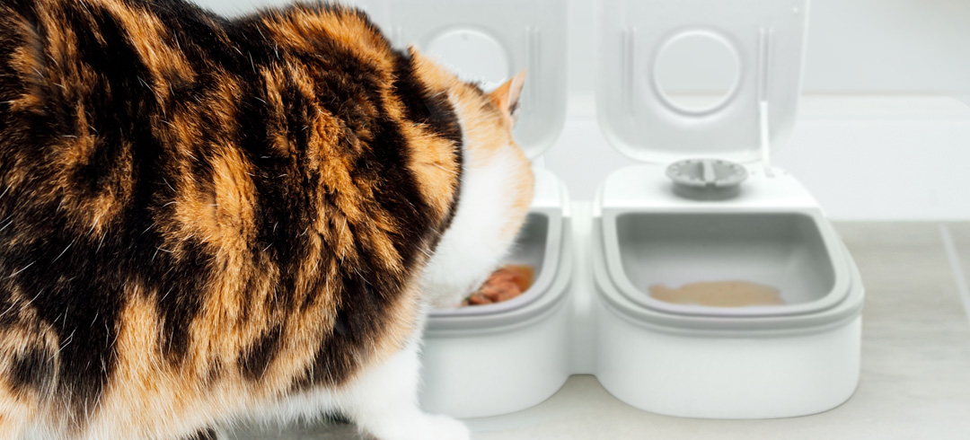 Chat qui réclame à manger la nuit : solutions