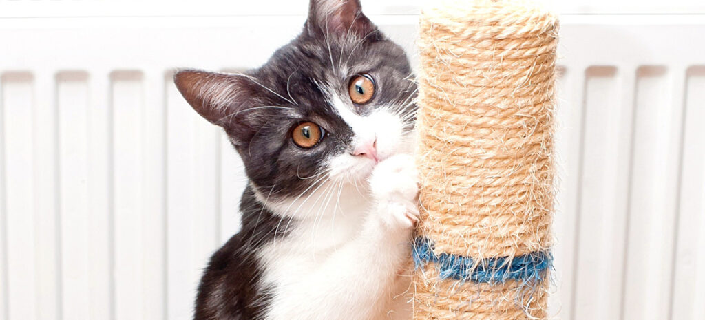 Comment choisir un griffoir pour son chat
