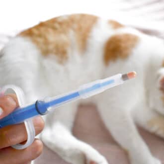 Comment donner un comprimé à son chat ou chien avec un lance pilule