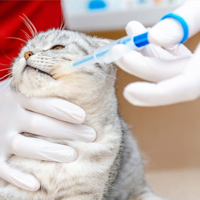 Comment donner un comprimé à son chat ou chien avec un lance pilule