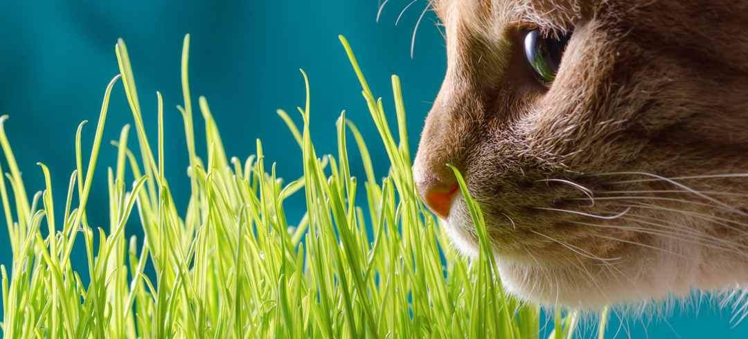 Effets de l'herbe à chat sur le chat