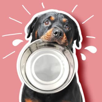Gamelles anti glouton et gamelles chien