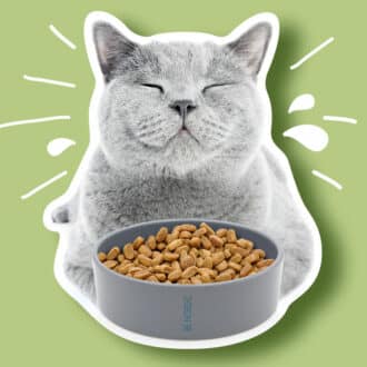 Gamelles anti glouton et gamelles chat