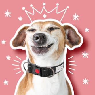 Bandanas et colliers chien