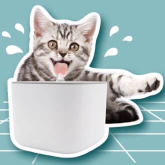 Fontaines à eau chat