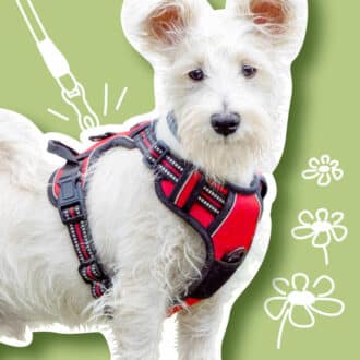 Harnais chien