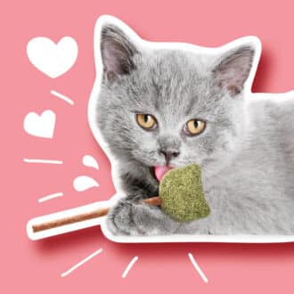 Herbe à chat, cataire et matatabi