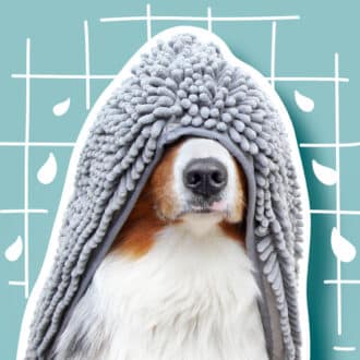 Hygiène et soins chien