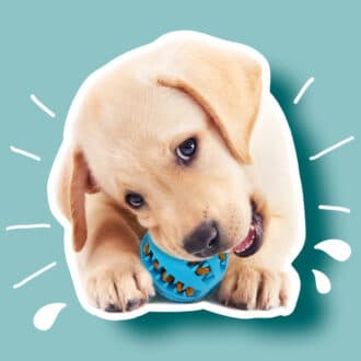 Jouets et distributeurs de croquettes chien