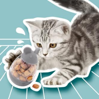 Jouets distributeurs de croquettes chat