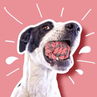 Jouets, balles et cordes chien