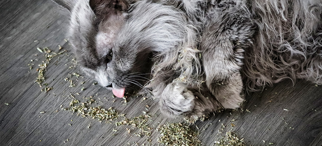 La cataire pour chat stimule le jeu, les frottements et le bien-être de certains félins. Découvrez ses effets, comment l’utiliser correctement et les précautions à connaître