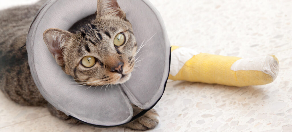 Mon chat ne supporte pas sa collerette