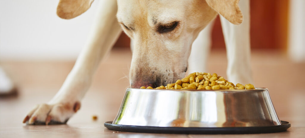 Mon chien avale ses croquettes sans mâcher : est-ce dangereux ?